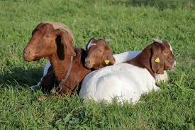 Boer Goats