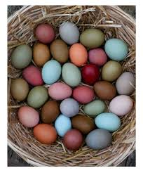 Egg Layers