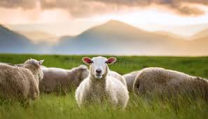 Katahdin Hair Sheep
