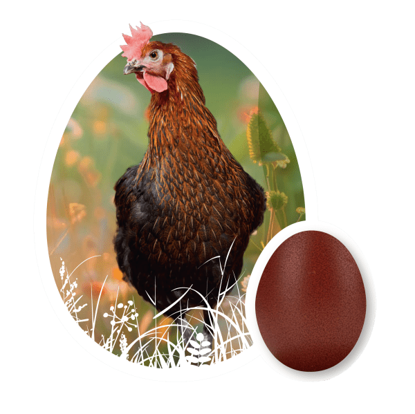 Chocolate Egger