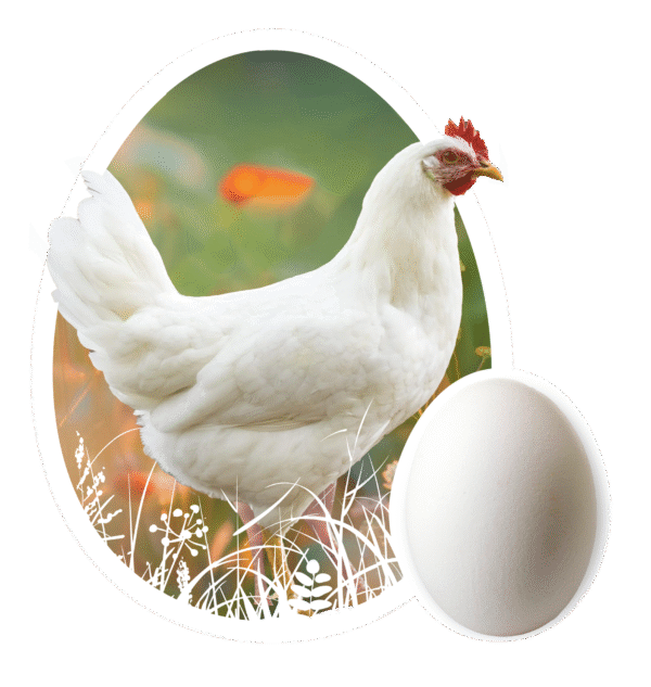 Leghorn