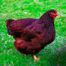 Rhode Island Reds