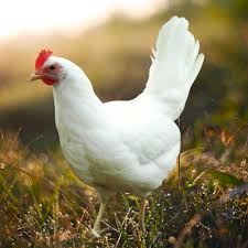 Leghorn