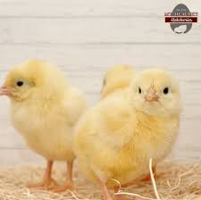 Leghorn
