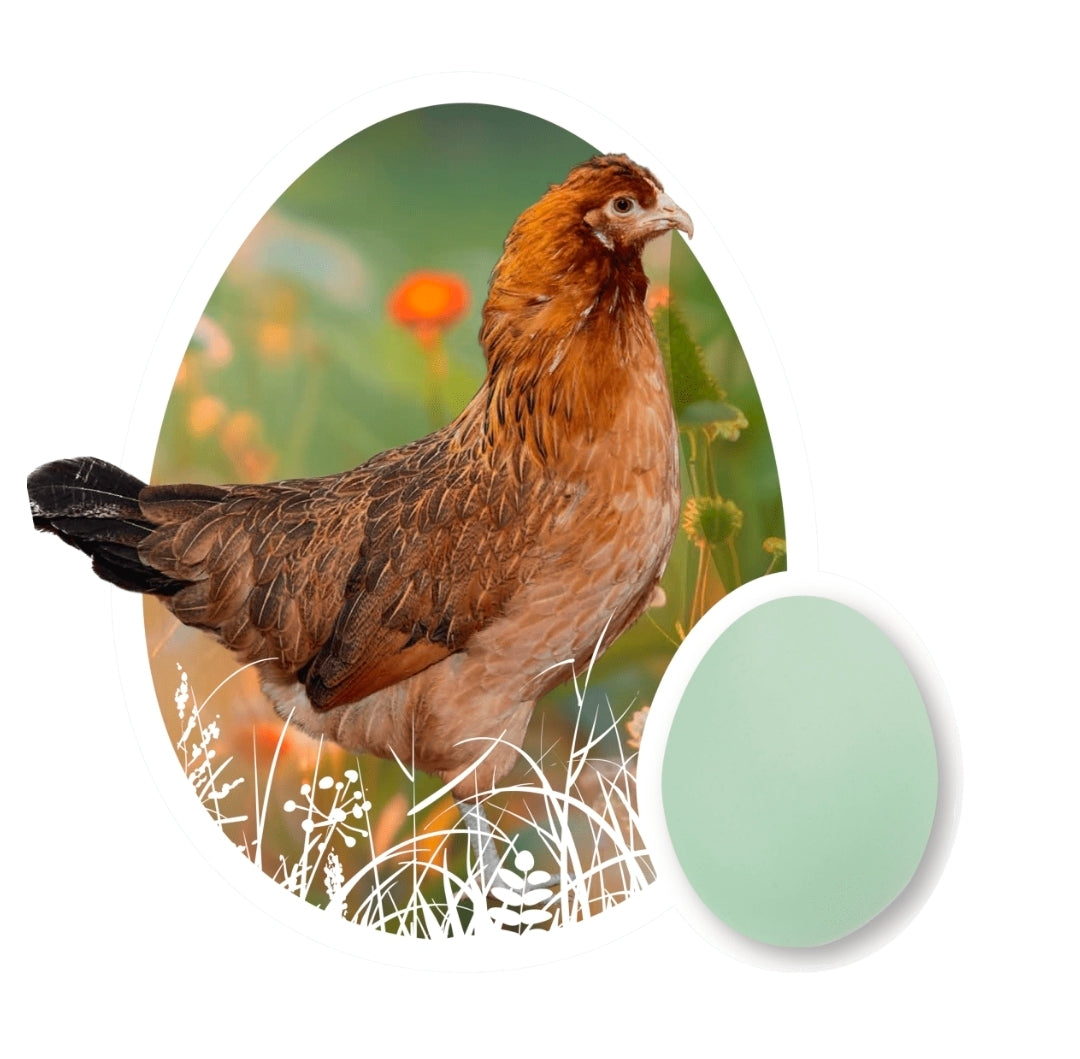 Olive Egger